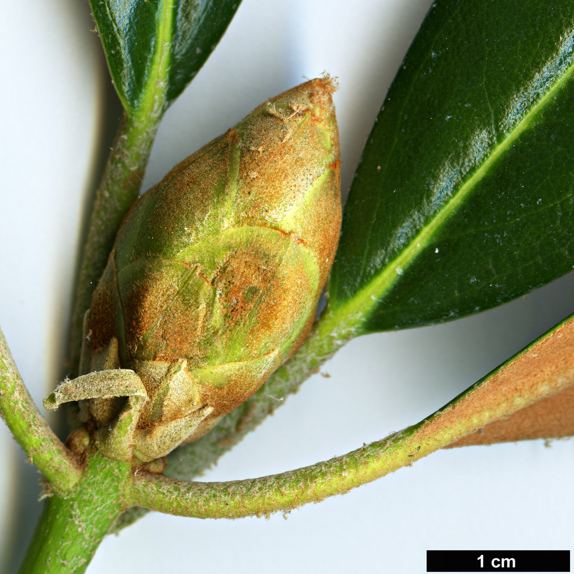 High resolution image: Family: Ericaceae - Genus: Rhododendron - Taxon: degronianum - SpeciesSub: subsp. heptamerum var. micranthum High resolution image: Family: Ericaceae - Genus: Rhododendron - Taxon: degronianum - SpeciesSub: subsp. heptamerum var. micranthum